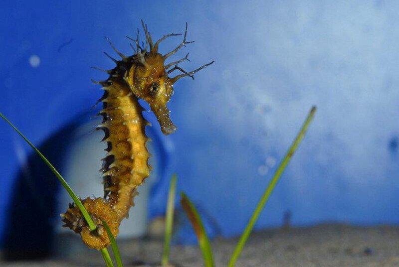 Seahorse in Aquarium — Blue