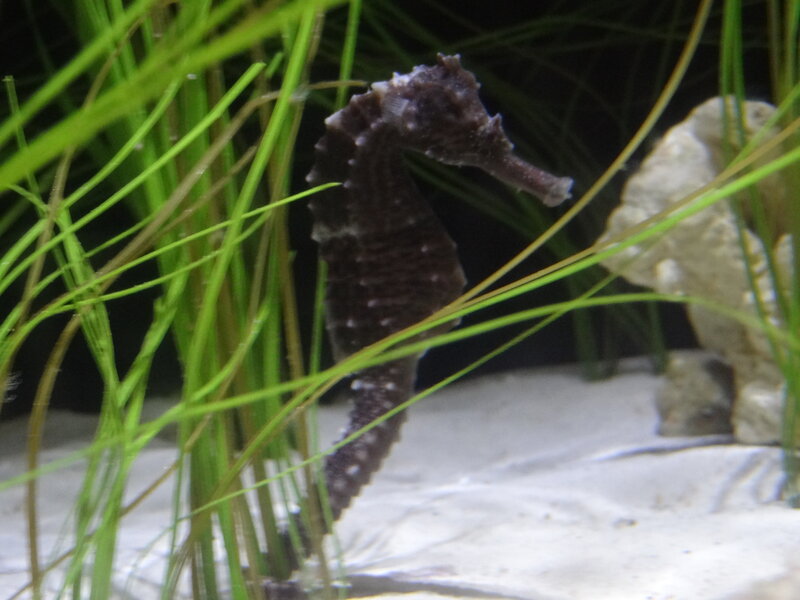 Seahorse in Aquarium — Green, Calm