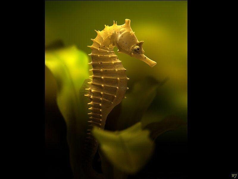 Seahorse in Aquarium — Green