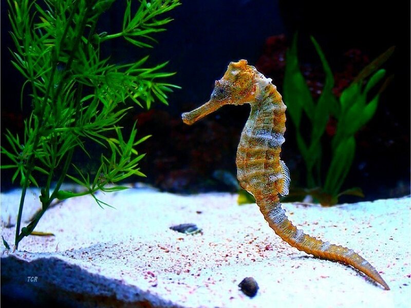 Seahorse in Aquarium