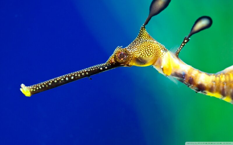 Seahorse in blue water