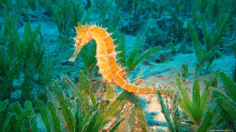 Seahorse in seagrass