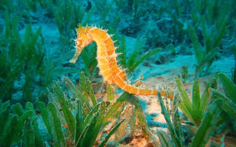 Seahorse in seagrass