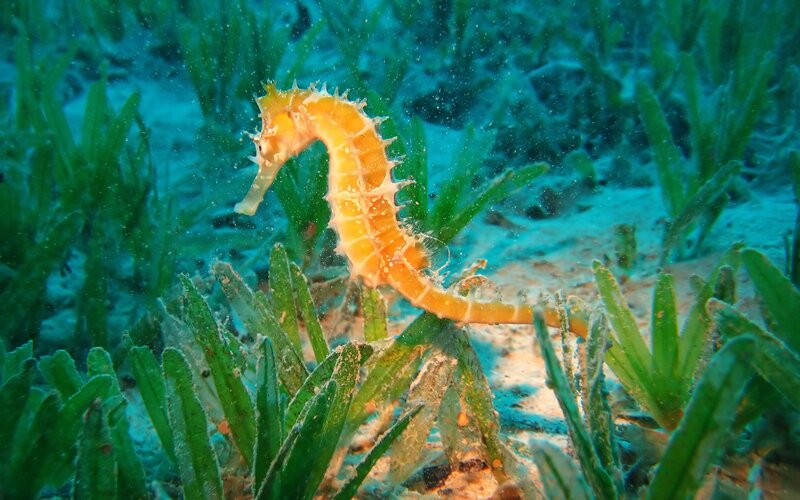Seahorse in Seagrass — Green, Calm