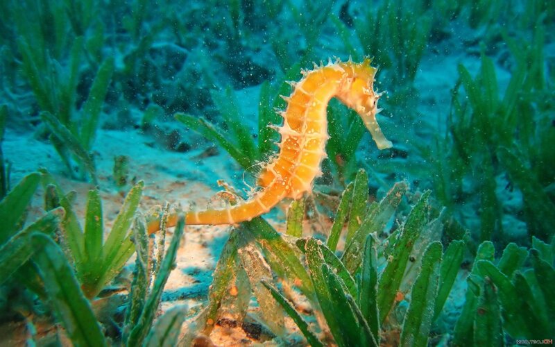 Seahorse in Seagrass — Green, Serene