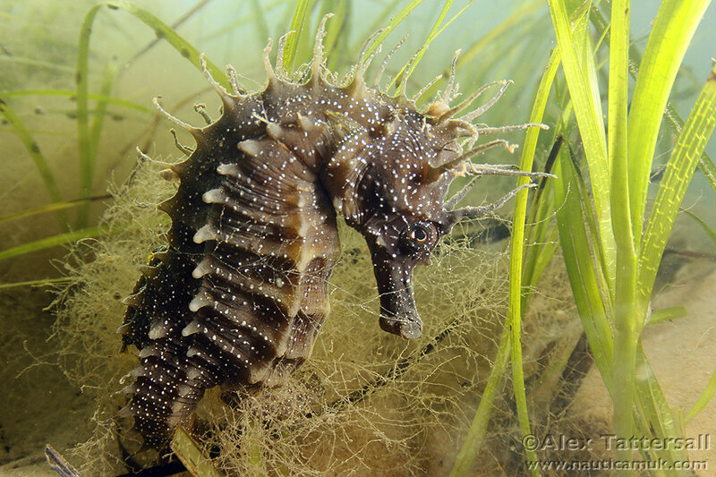 Seahorse in Seagrass — Green