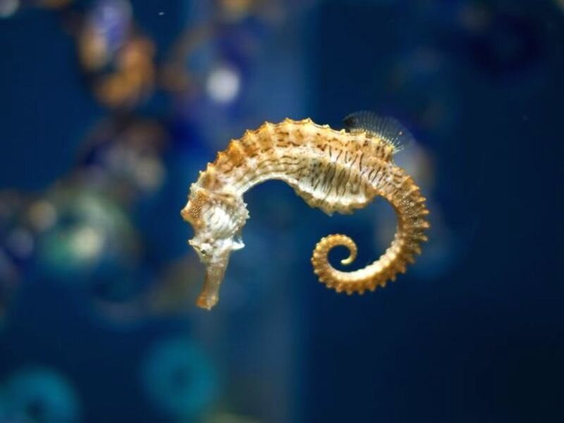 Seahorse in Water