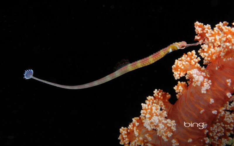 Seahorse near coral reef