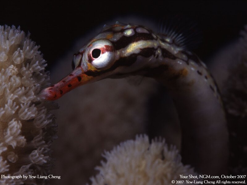 Seahorse near coral