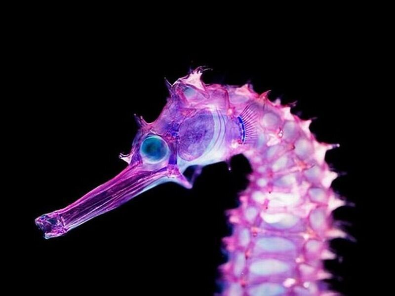 Seahorse on Black Background