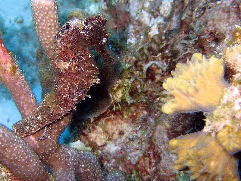 Seahorse on coral reef