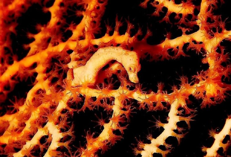 Seahorse on Coral