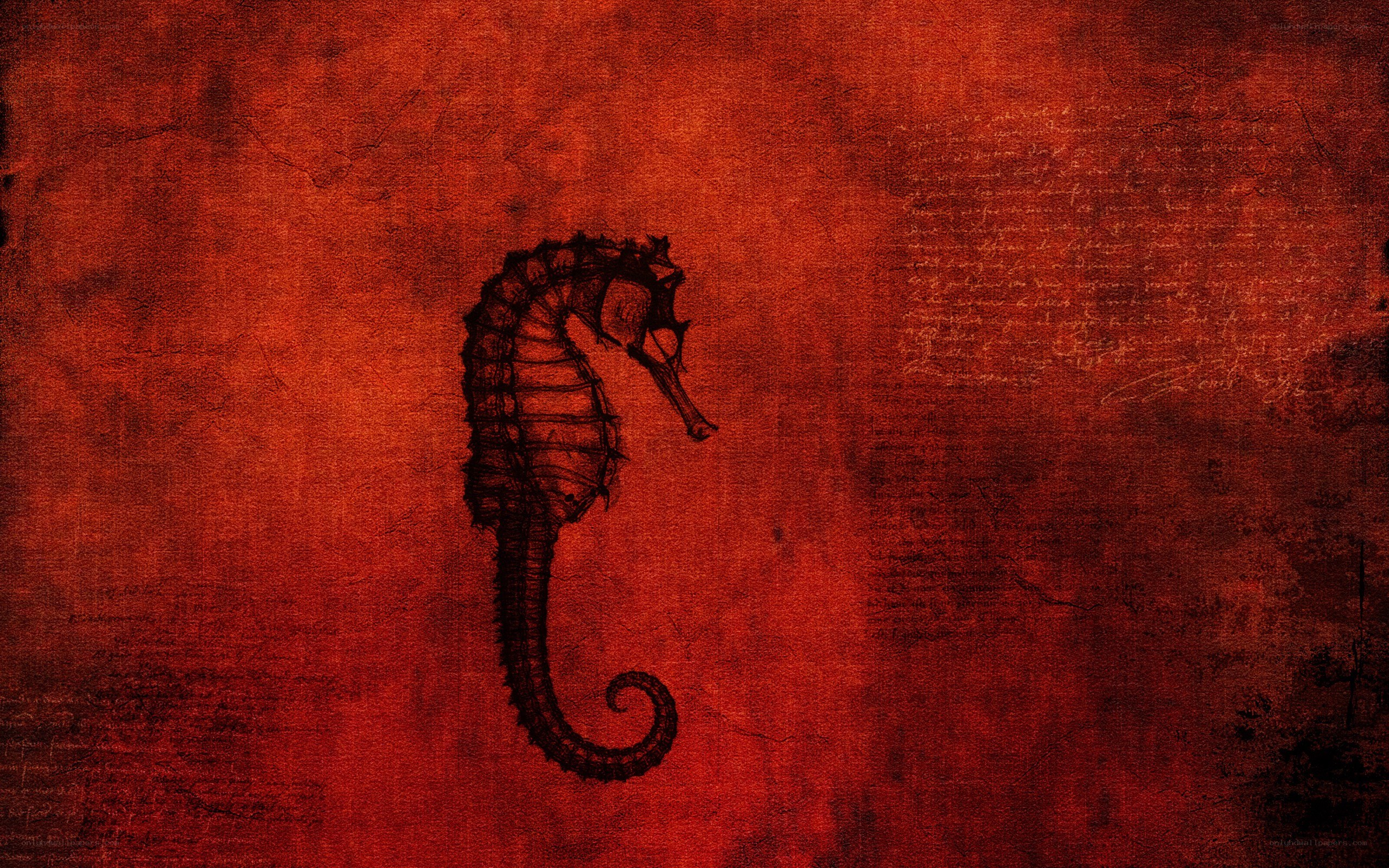 seahorse on red background