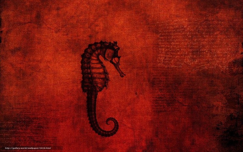 Seahorse on red background