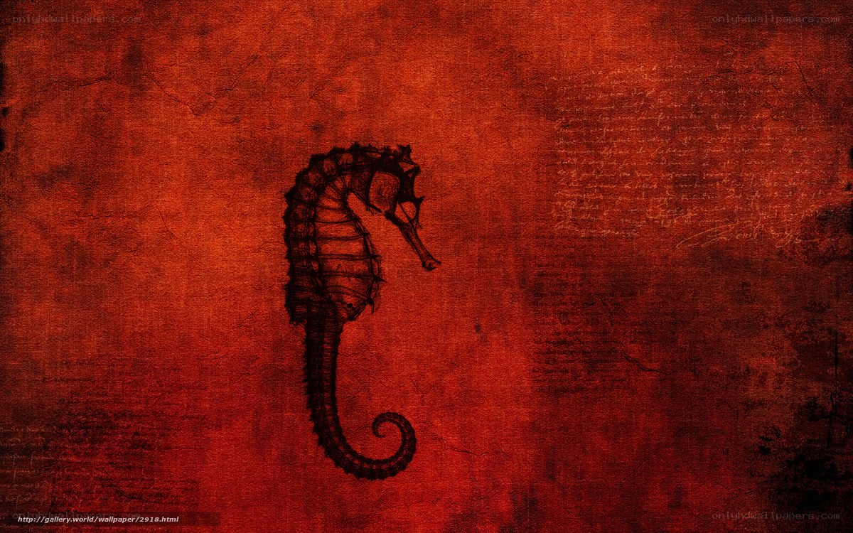 Seahorse on red background