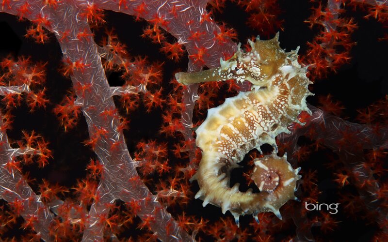 Seahorse on red coral