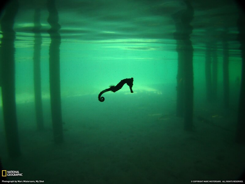 Seahorse under a pier