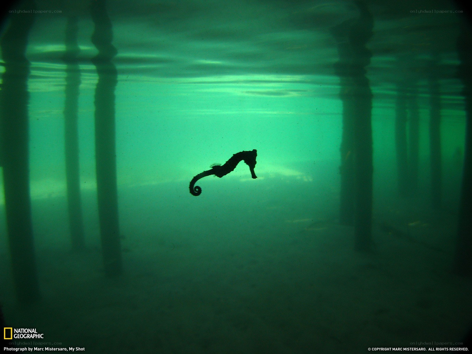 Seahorse under a pier