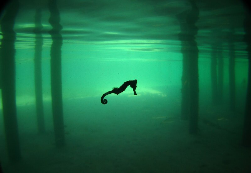 Seahorse under Pier