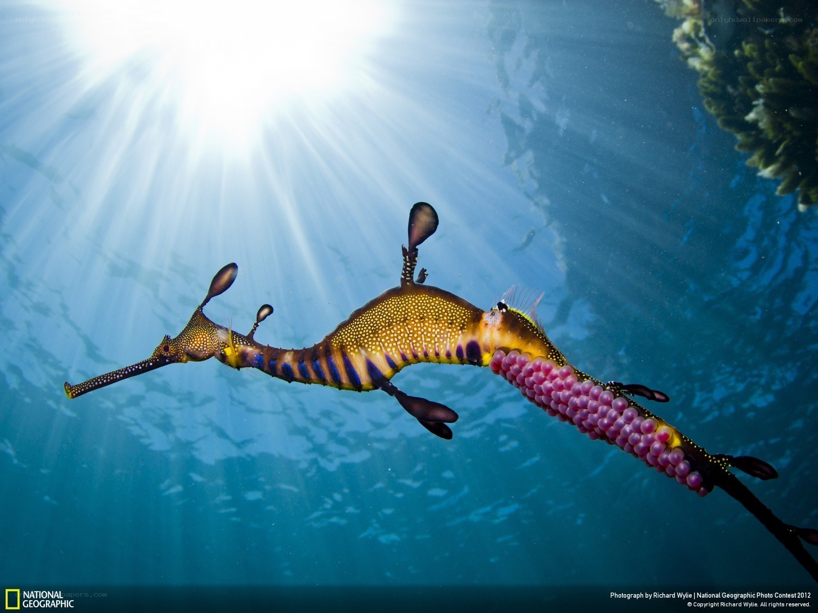 Seahorse with eggs underwater