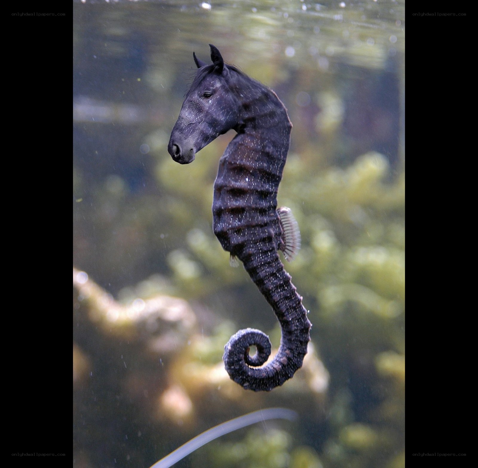seahorse with horse head