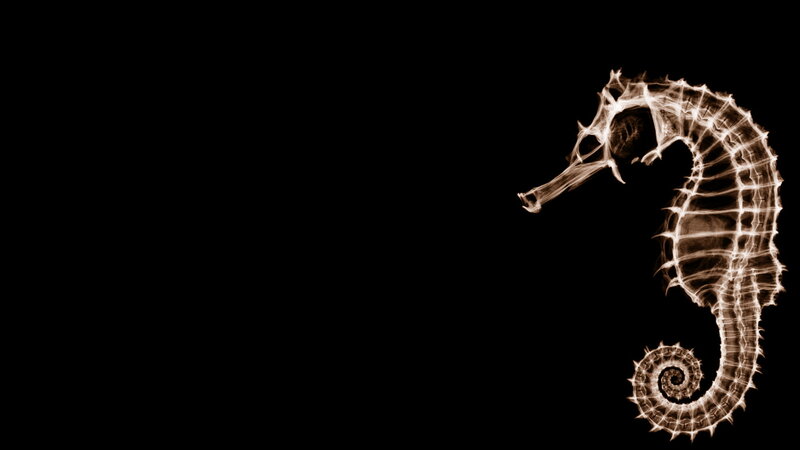Seahorse X-ray