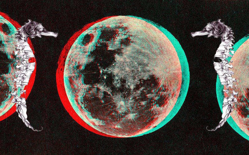 seahorses and moon phases