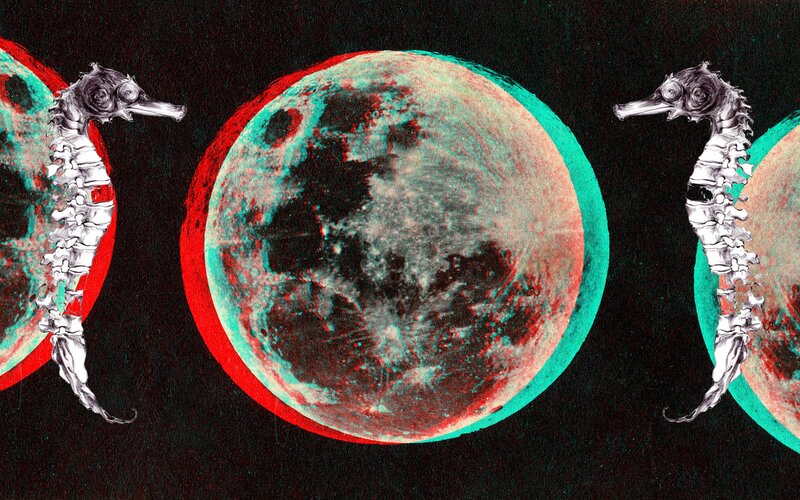 Seahorses and Moon