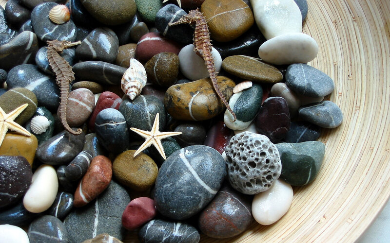 Seahorses and Sea Stars