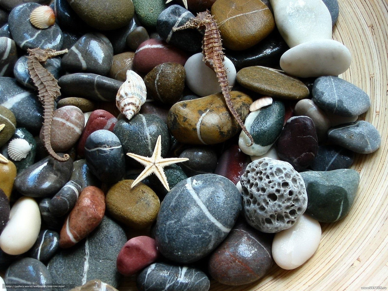 Seahorses and sea treasures