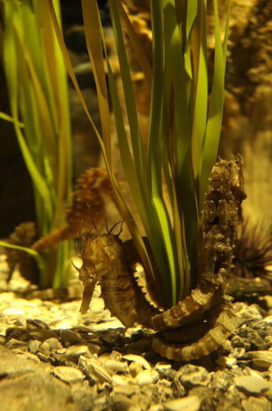 seahorses in an aquarium