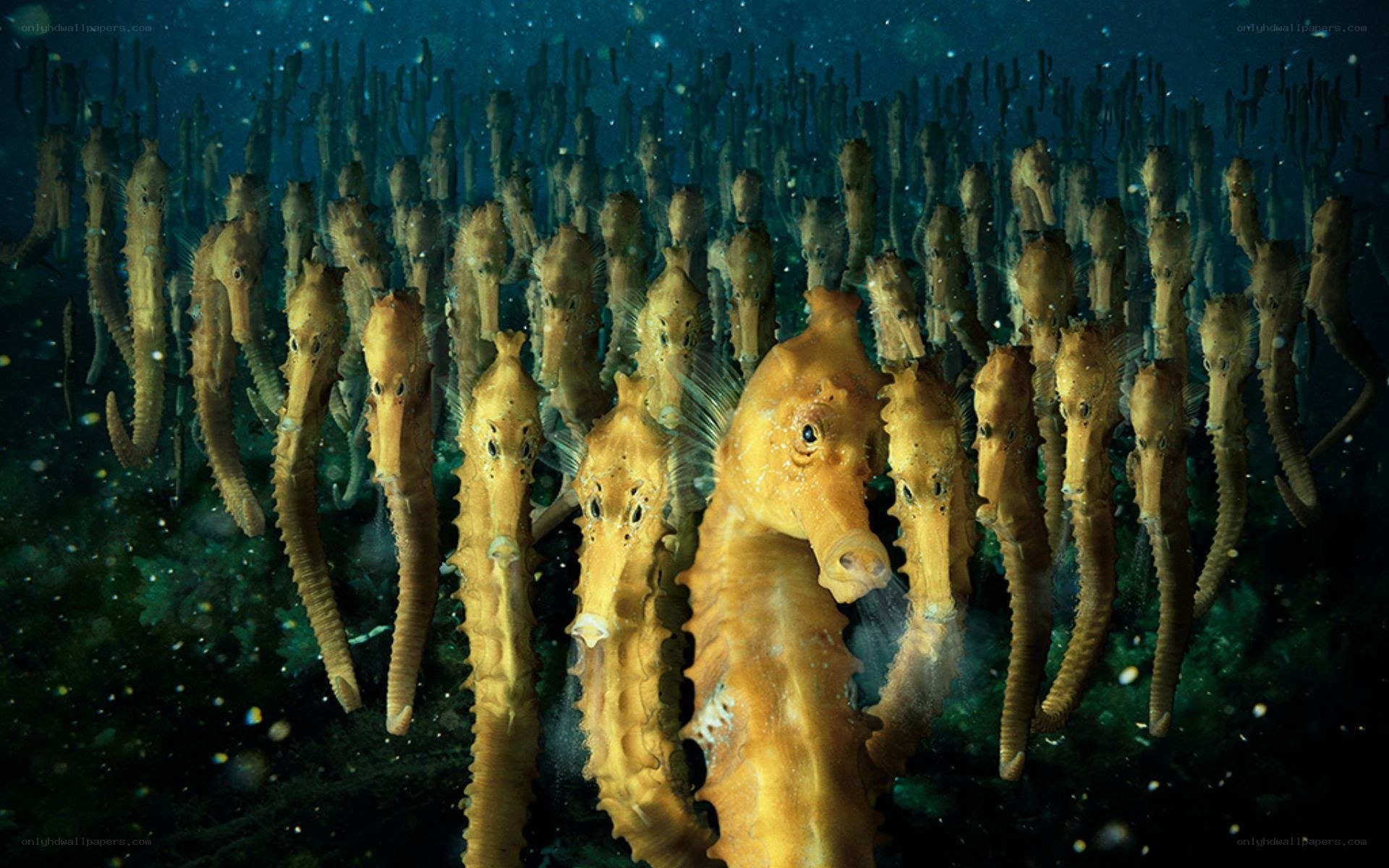 Seahorses in underwater colony