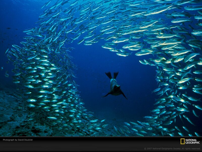 Seal among a school of fish