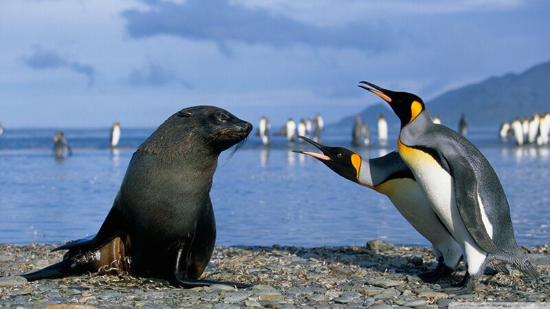 Seal and Penguins — Blue, Natural