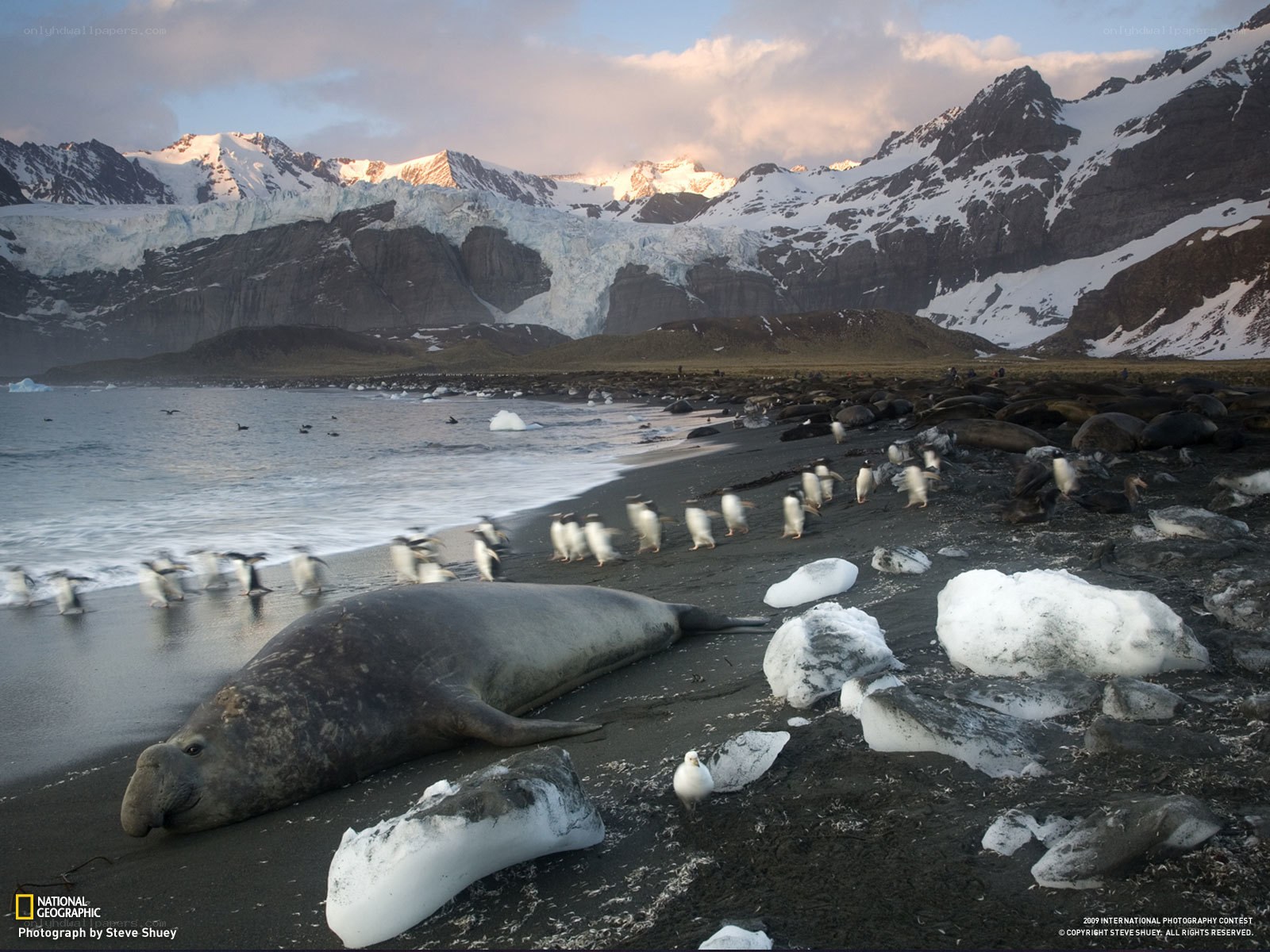 Seal and penguins on a beach