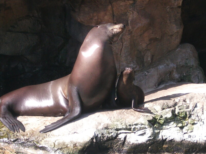 Seal and pup on a rock