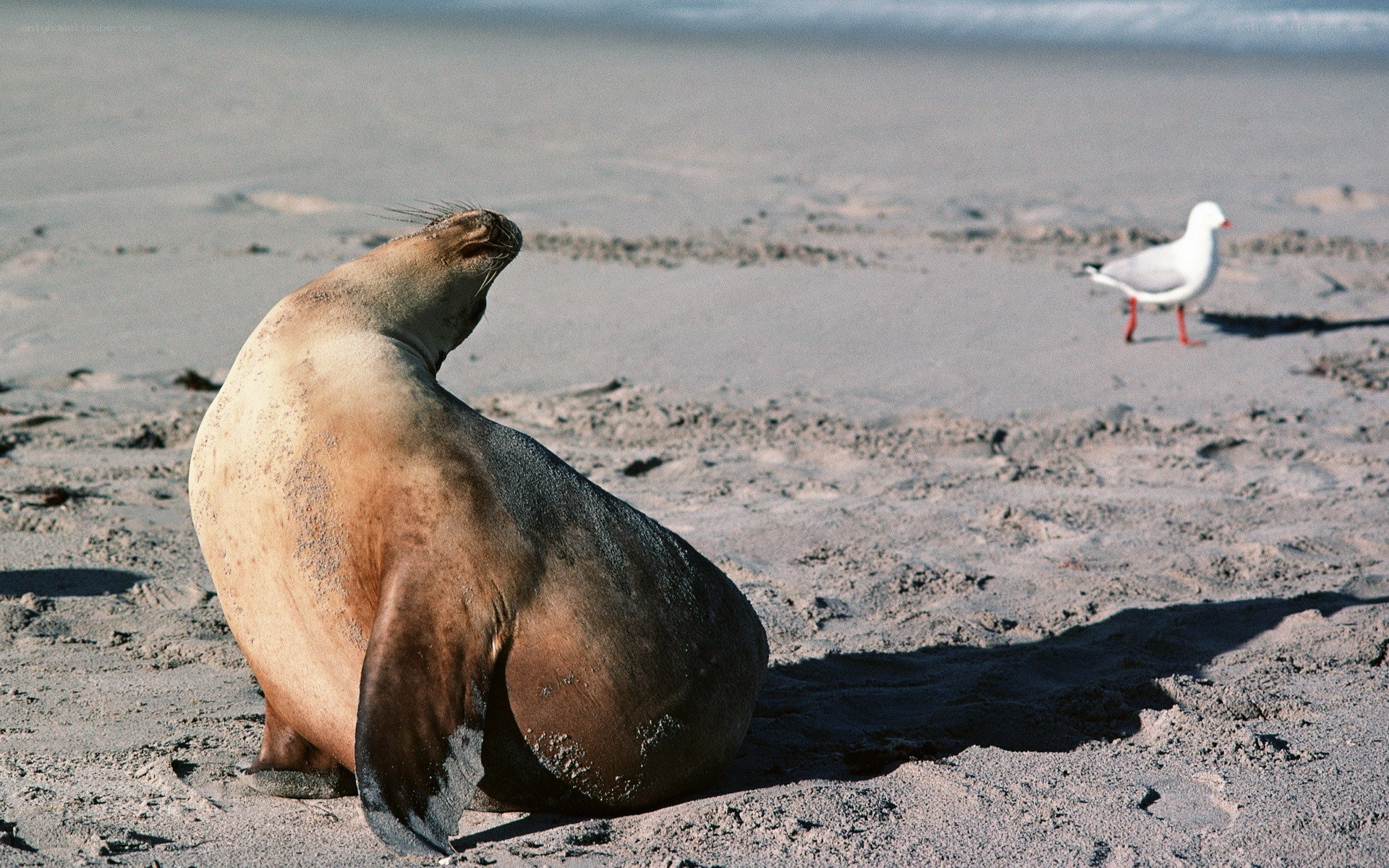Seal and seagull on beach