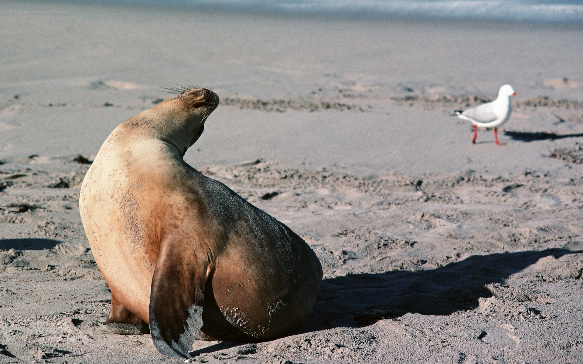 Seal and seagull on the beach