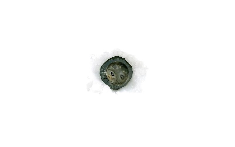 Seal at breathing hole