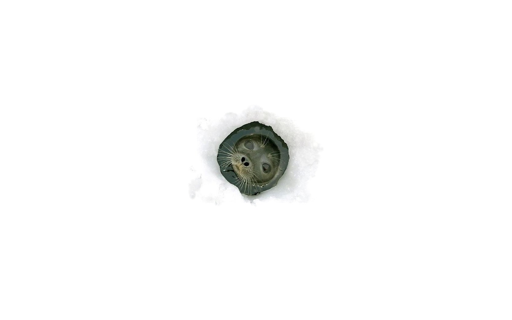 Seal at breathing hole