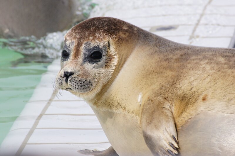 seal at the poolside