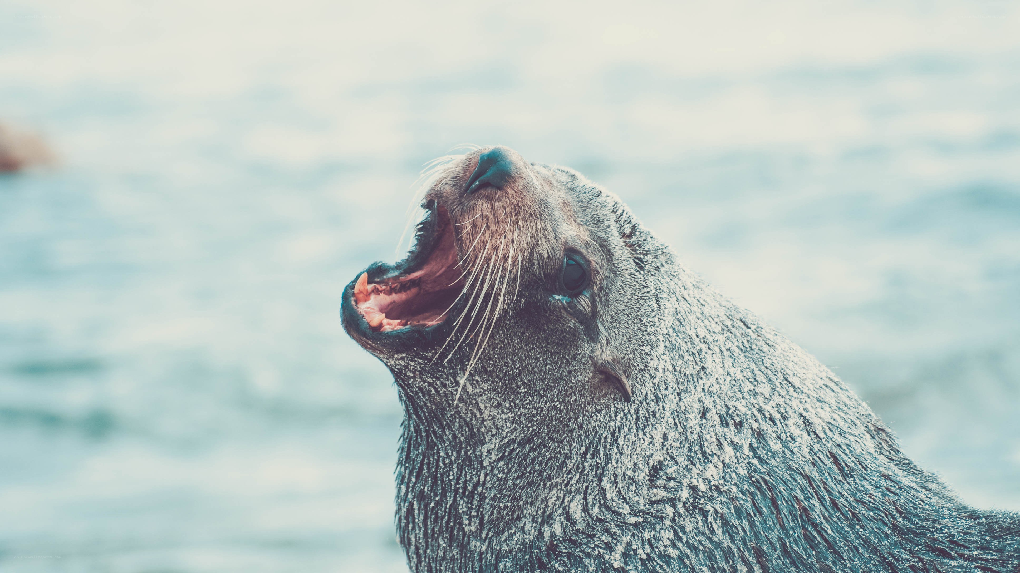 seal barking near water