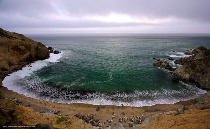 Seal colony at coastal cove