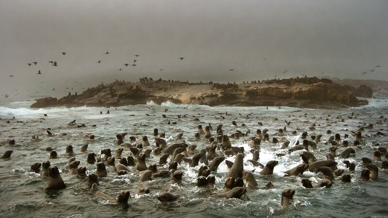 Seal colony in turbulent water