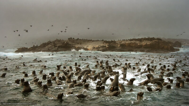 Seal colony in turbulent waters