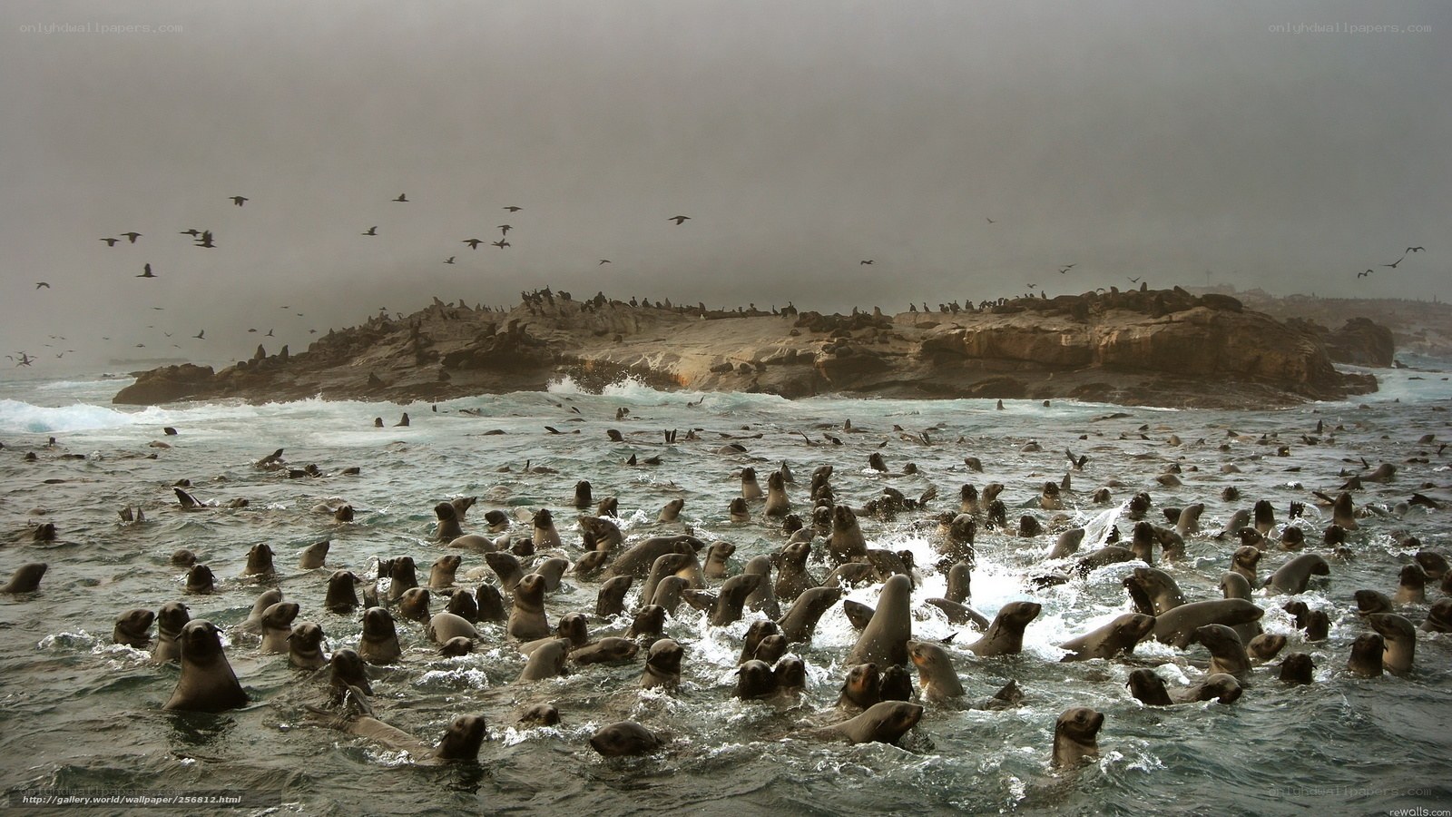 Seal colony in turbulent waters