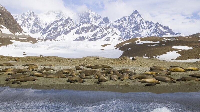 Seal colony on a snowy shore