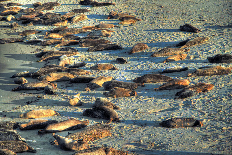 Seal Colony on Beach