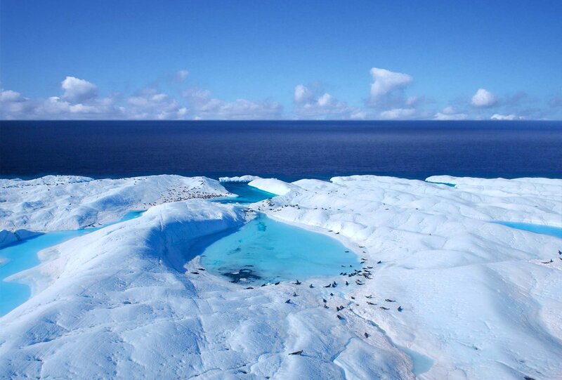 Seal Colony on Ice