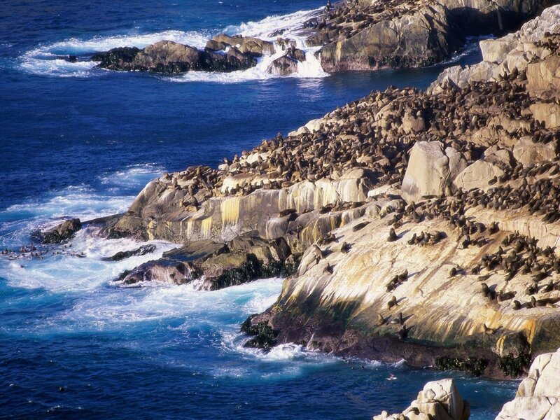 Seal colony on rocky coast